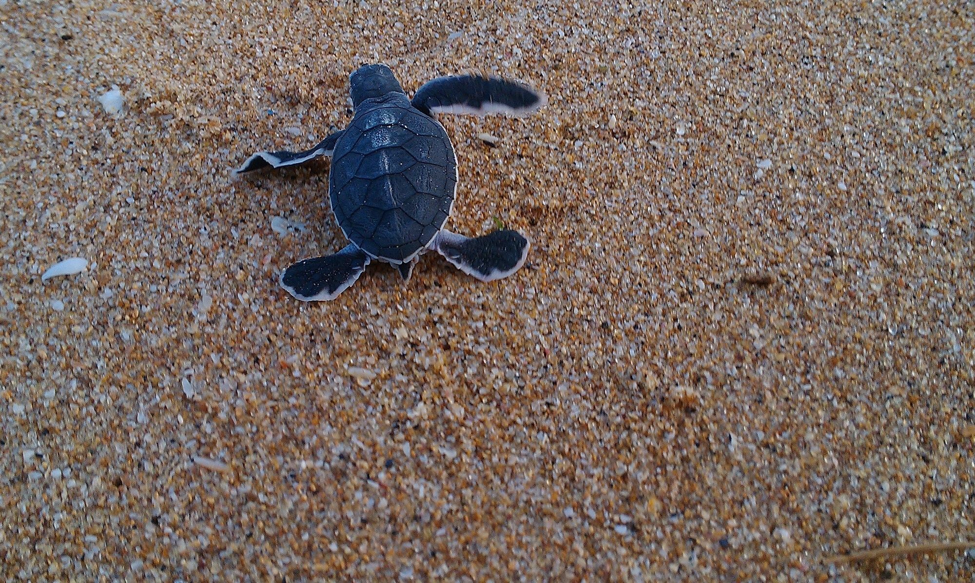 Ananthaya Beach Tangalle Kültér fotó